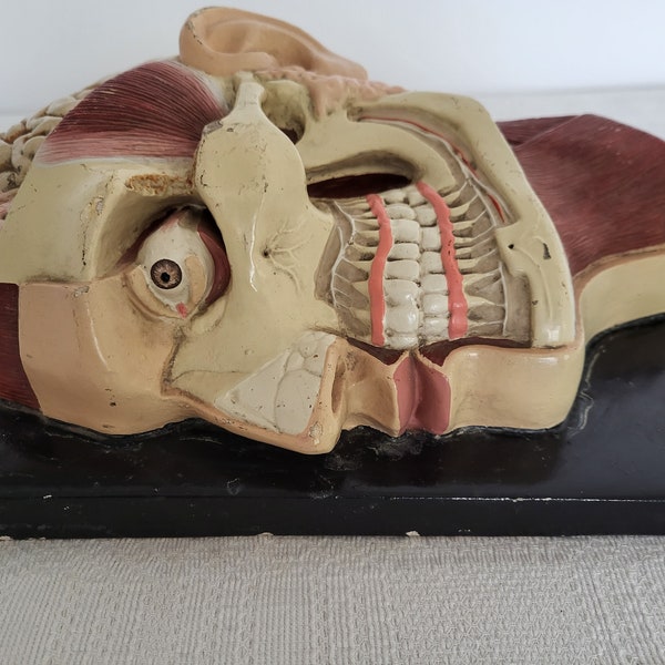 Modelo anatómico antiguo, modelo médico, cabeza humana, tamaño real, escultura de yeso, cráneo humano, modelo de entrenamiento Retro 1925