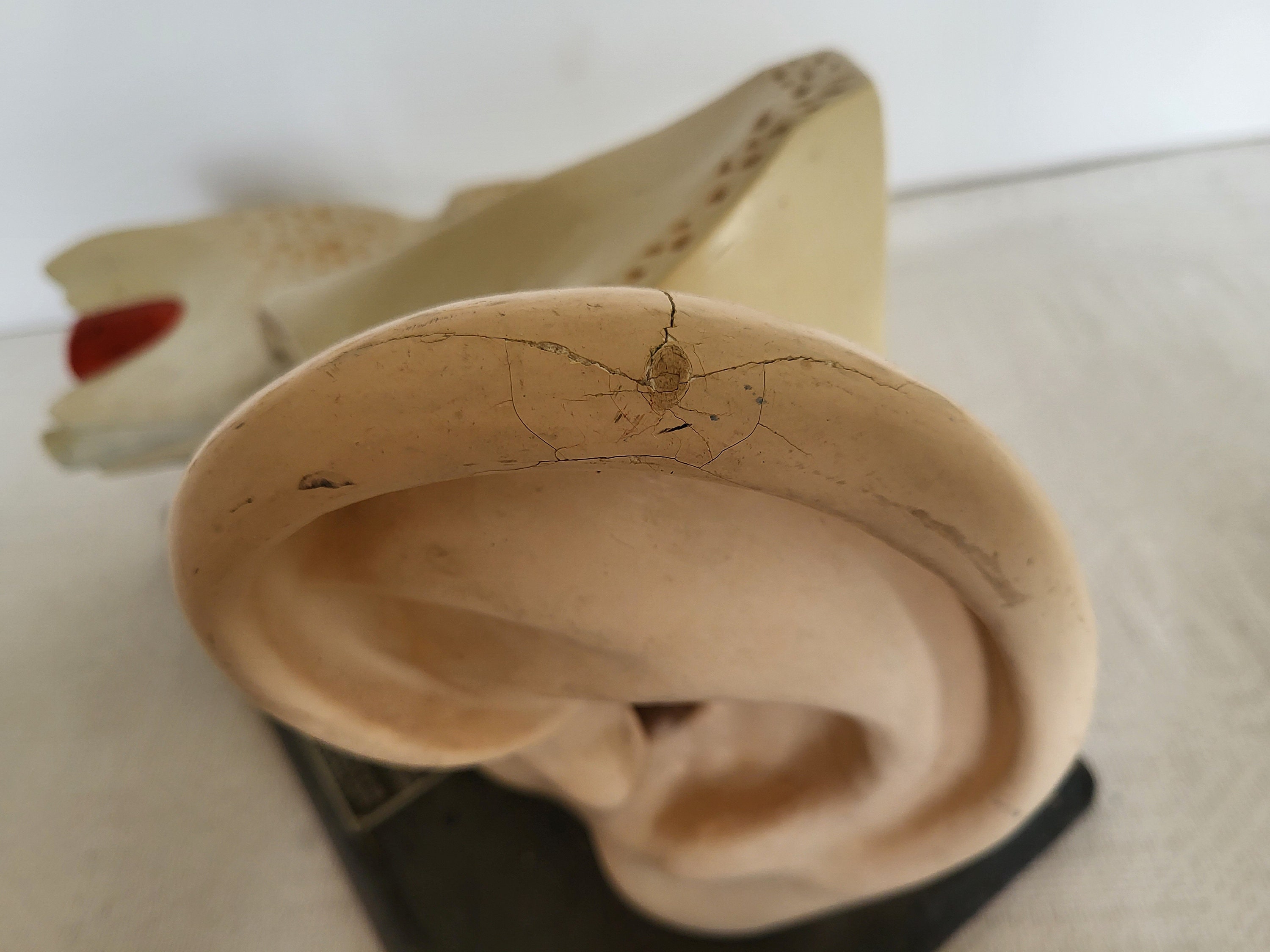 Antique Anatomical Model, Human Ear Model, Scale 31, Papier Mache Model, Produced in Bulgaria