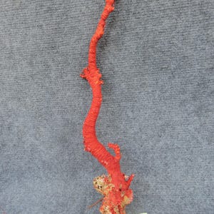Red coral Branch 15 Inches | Natural Coral | Real Coral | Coral Decor | Aquarium Coral | Aquarium decor | Sea Coral | Home Decor