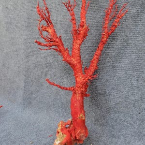 Red coral Branch | Natural Coral | Real Coral | Coral Decor | Aquarium Coral | Aquarium decor | Sea Coral | Home Decor | Living Decor