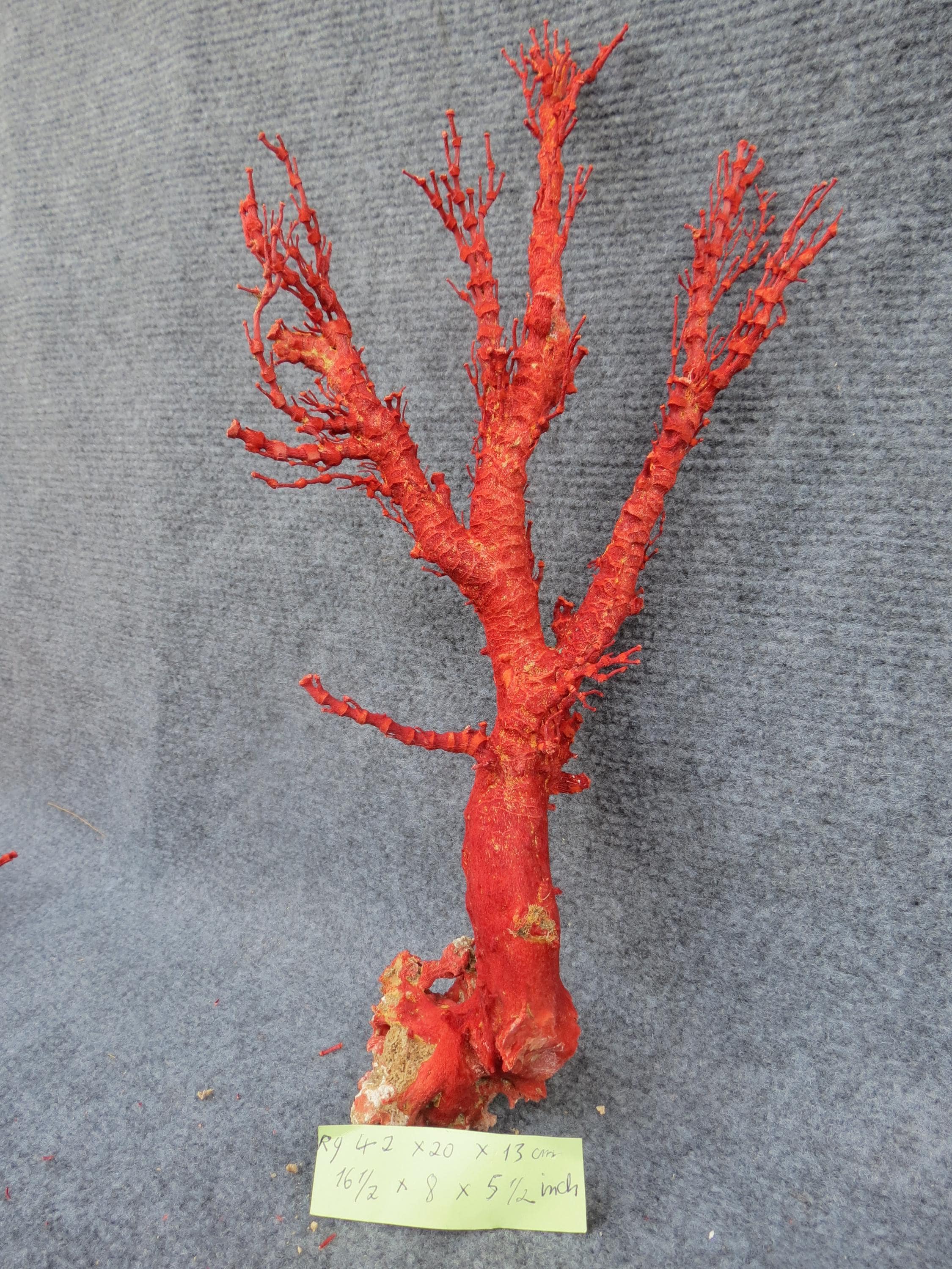 Red Coral Branch | Natural Coral | Real Coral | Coral Decor