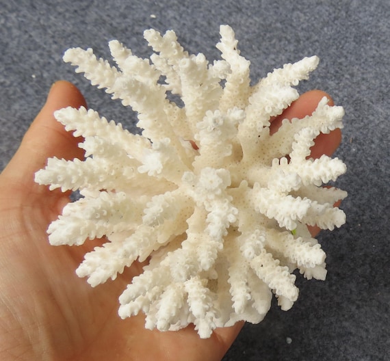 Coral, real coral,beautiful natural white coral,natural coral tree
