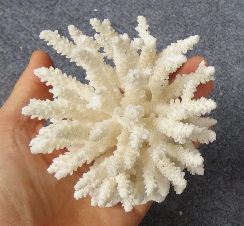 May include: A white coral branch with a delicate, branching structure. The coral is bleached white and has a natural, organic texture.