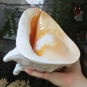 Pode incluir: Uma grande concha de caracol de cor creme com um interior liso e brilhante em tons de laranja e branco. A concha é segurada em uma mão, mostrando seu tamanho e beleza natural. O exterior tem uma superfície texturizada e áspera.