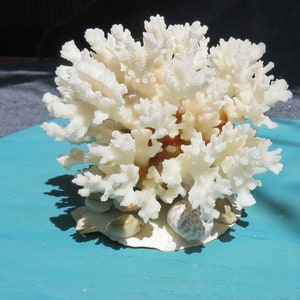 Natural coral,decorative coral
