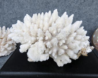 Natural White Coral 7.9" Aquarium Decor, Home Accent Piece, Real Coral For Precious Houses