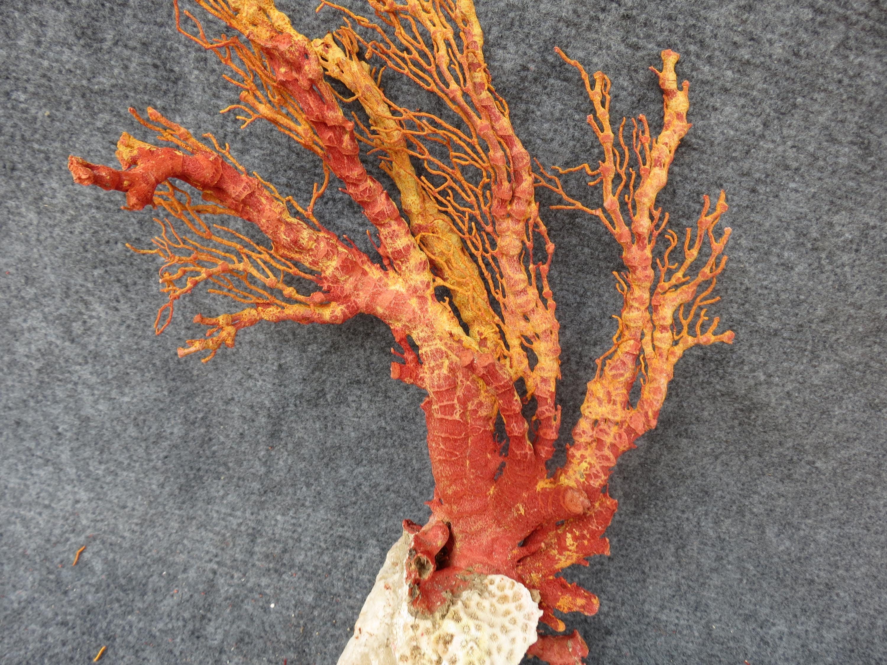Red Coral 13,1/3x9.3/4x4.3/4 Inches Inches | Natural Coral | Real