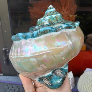 2 große Conch Shell, riesige grüne Marmoratus Turban Shell, Perlmutt poliert, reizende große Sea Shell für Hauptdekoration, Party Decor