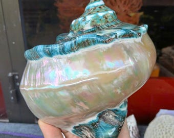 2 Large Conch Shell, Giant Green Marmoratus Turban Shell, Mother Of Pearl Polished, Lovely Big Sea Shell For Home Decoration,Party Decor