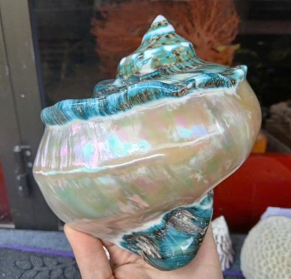 2 Large Conch Shell, Giant Green Marmoratus Turban Shell, Mother Of Pearl Polished, Lovely Big Sea Shell For Home Decoration,Party Decor