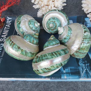 May include: Five decorative seashells with a pearlescent sheen and a spiral design. The shells feature a combination of green, white, and silver tones. The text "LEADING SANITARY" is visible on the surface beneath the shells.