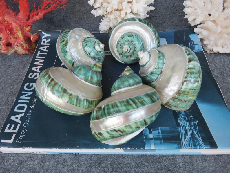 May include: Five decorative seashells with a pearlescent sheen and a spiral design. The shells feature a combination of green, white, and silver tones. The text "LEADING SANITARY" is visible on the surface beneath the shells.