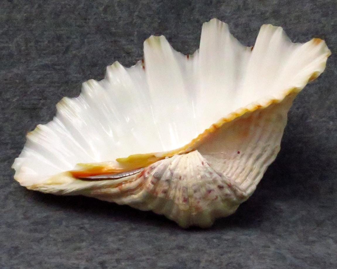 20～22cmのオオシャコガイ（Tridacna）の貝殻2個セット、真珠貝、室内