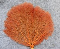 8"-14" Sea Fan Coral Tree,2 of Natural Sea Fan, Beach Decor Natural Red Atlantic Sea Fan, Coastal Home Decor, Reef, Coral , Beach Wedding product logo