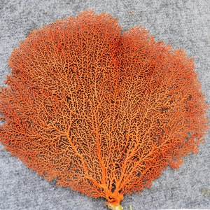8"-14" Sea Fan Coral Tree,2 of Natural Sea Fan, Beach Decor Natural Red Atlantic Sea Fan, Coastal Home Decor, Reef, Coral , Beach Wedding