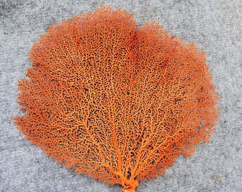 Éventail corail, 2 gorgones naturelles, décoration de plage gorgone rouge naturel de l'Atlantique, décoration d'intérieur côtière, récif, corail, coquillages, mariage sur la plage