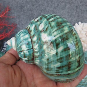 May include: A large, polished sea shell with a spiral shape. The shell features a blend of teal, white, and brown colors, with a glossy finish. The shell is held in a hand, with other shells visible in the background.