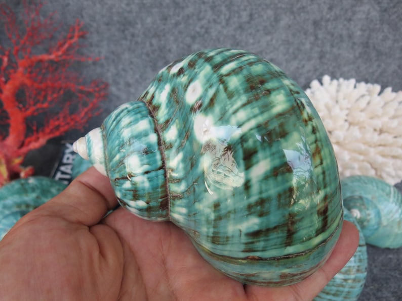 May include: A large, polished sea shell with a spiral shape. The shell features a blend of teal, white, and brown colors, with a glossy finish. The shell is held in a hand, with other shells visible in the background.