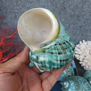 May include: A large, iridescent sea shell with a spiral shape. The shell features a turquoise and brown pattern with a pearly white interior. Additional shells and coral are visible in the background, suggesting a coastal theme.