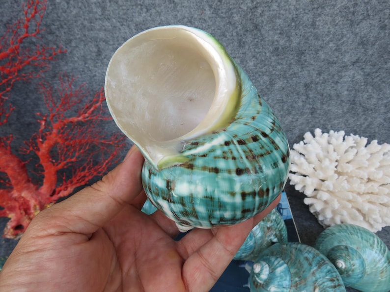 May include: A large, iridescent sea shell with a spiral shape. The shell features a turquoise and brown pattern with a pearly white interior. Additional shells and coral are visible in the background, suggesting a coastal theme.