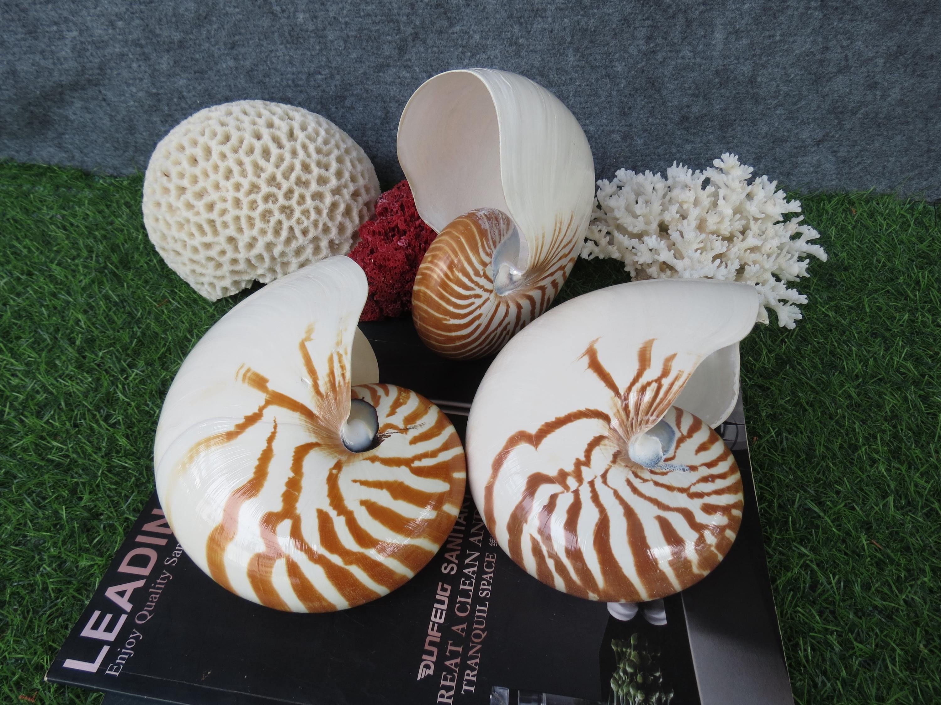 オウムガイ 貝殻 約18センチ 標本 オウム貝 骨格 標本 貝殻 オウムガイ