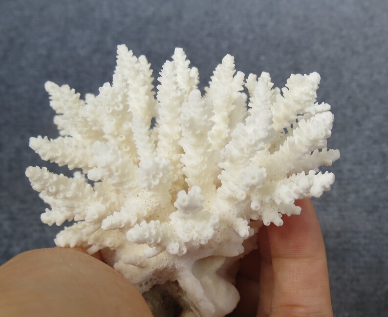 Real Sea Coral, Beautiful Natural Coral, Marine Coral, Aquarium