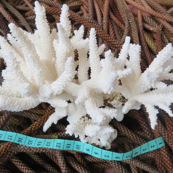 Vrai corail blanc, décorer les aquariums, corail naturel, corail décoratif, décoration intérieure, décoration d'aquarium, collection océan