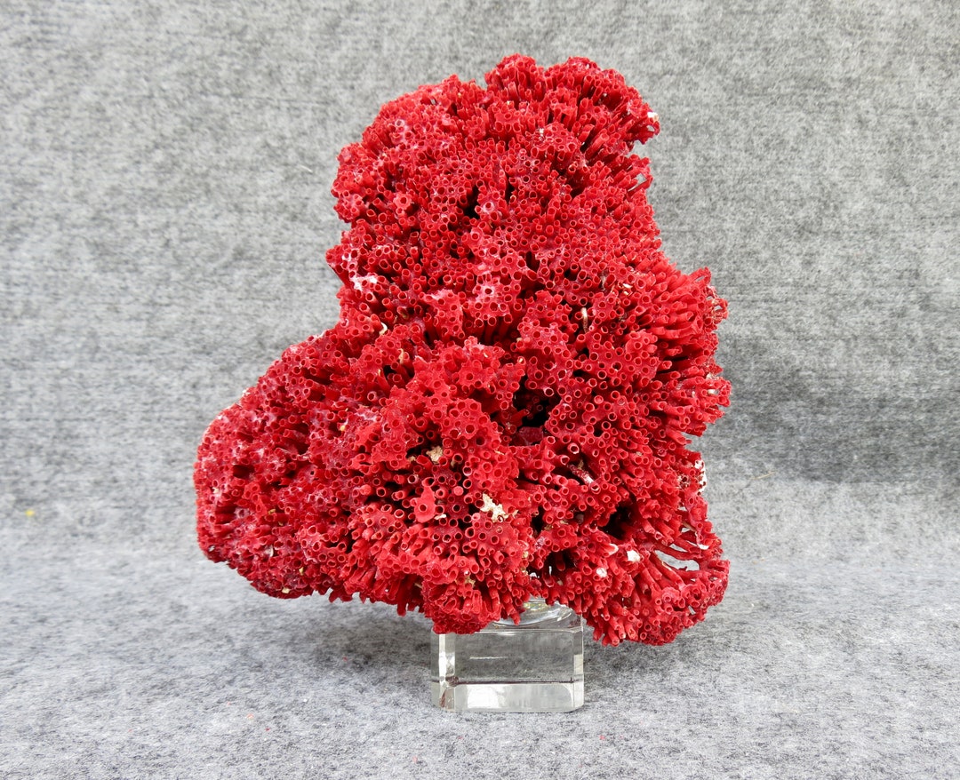 Red Coral Natural Red Coral Real Red Coral Red Coral Decor Aquarium