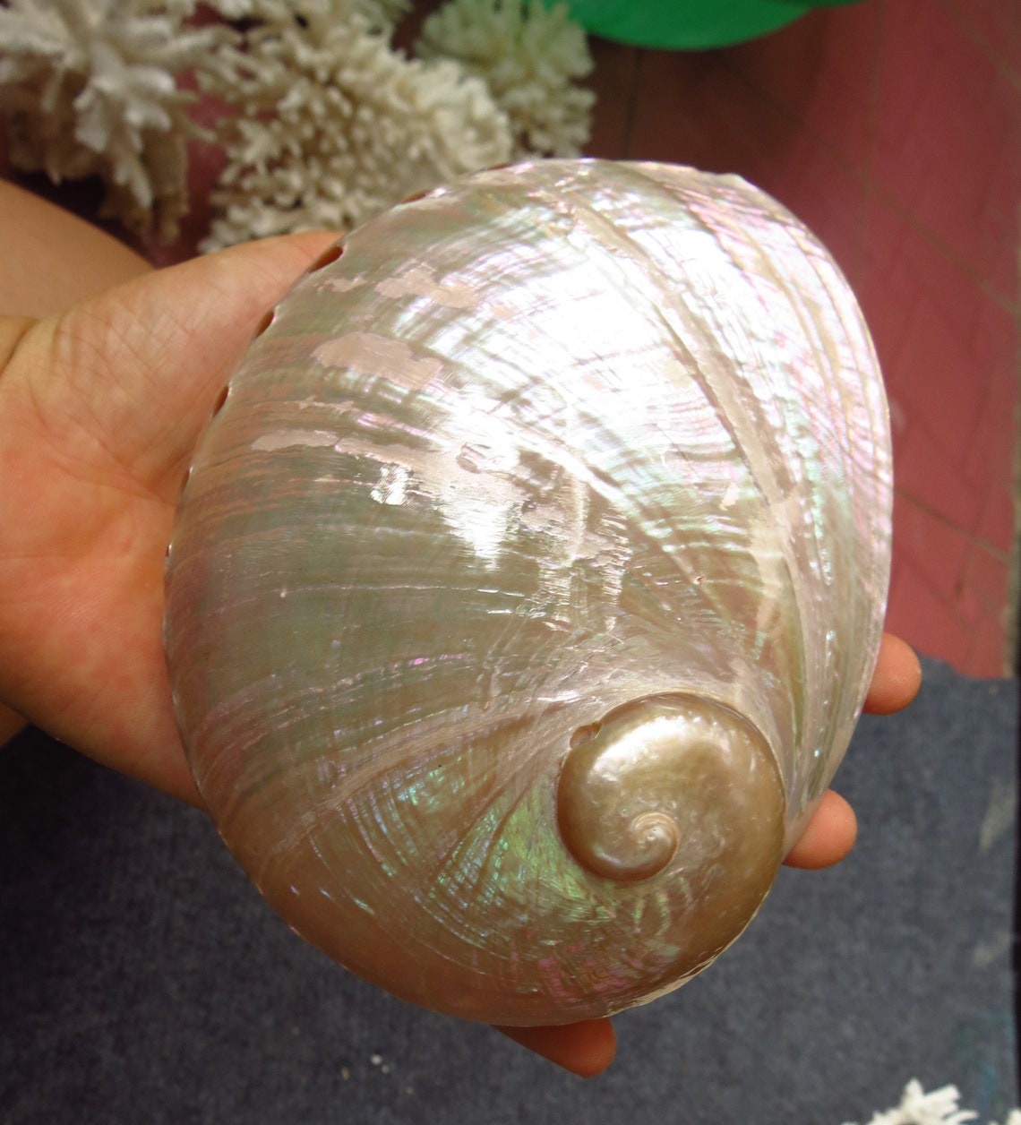 Large 12-15cm Abalone Shell, Beautiful Color Abalone. White Abalone ...