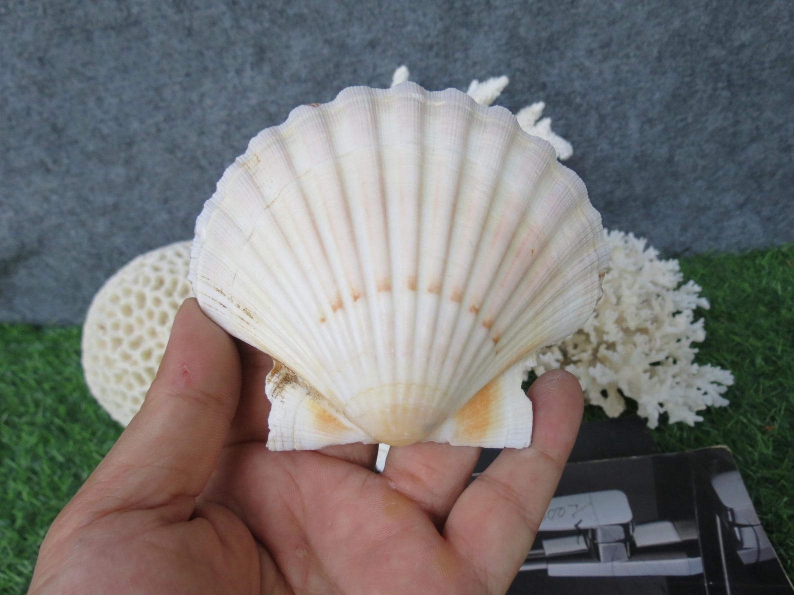 5pcs Large Clam Shells 10-12cm, Scallop Shells, Fan Seashells ...
