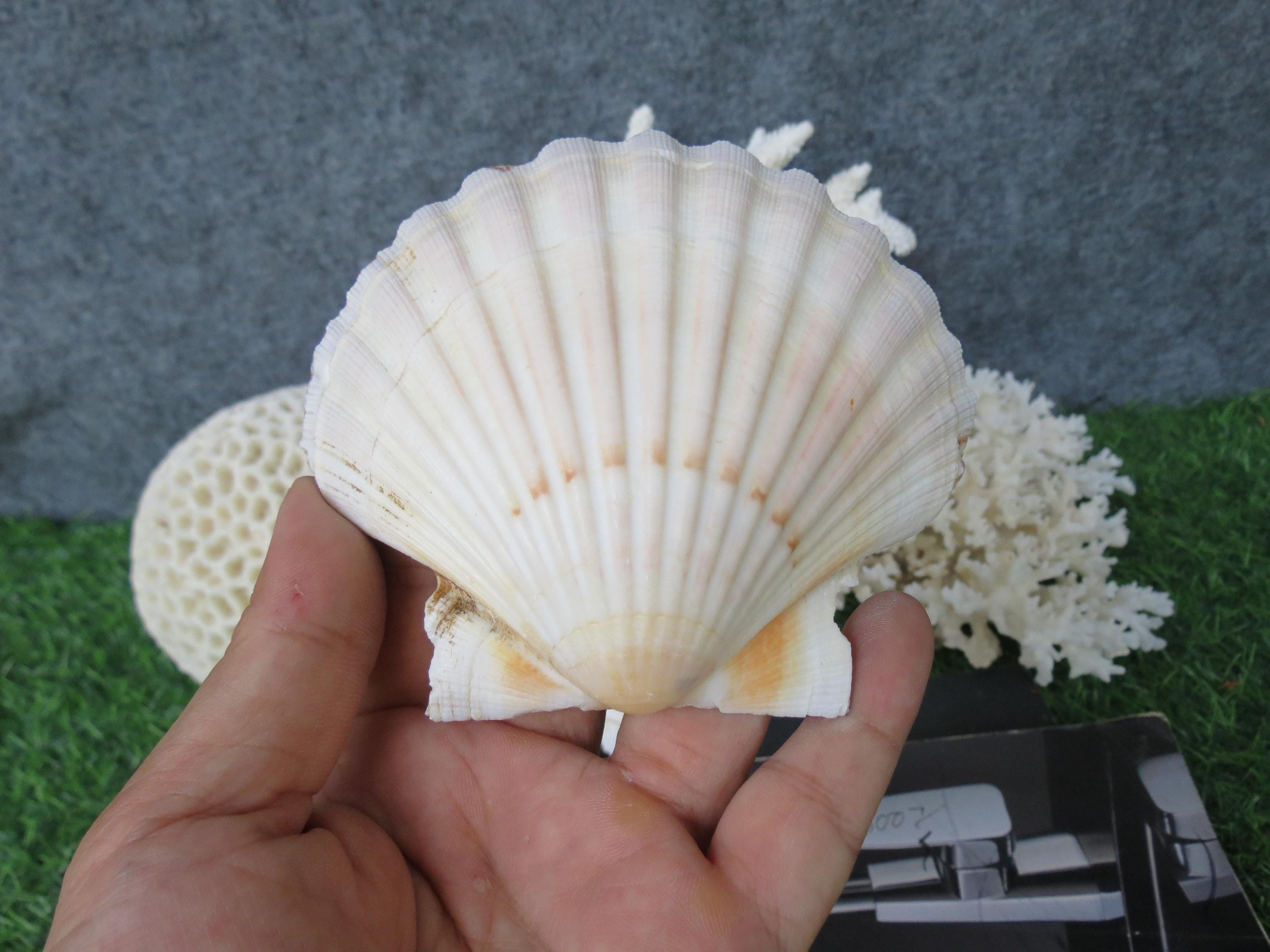 5pcs Large Clam Shells 10-12cm, Scallop Shells, Fan Seashells ...