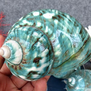 May include: A large, polished seashell with a vibrant turquoise and white mottled pattern, accented by dark brown streaks. The shell's spiral shape is prominent, and it has a glossy finish. The shell is a natural decorative item.