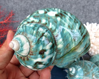 Large Jade Green Turbo Seashells Turbo Brunneus, Natural Green Shells for Hermit Crab Home Display & Collecting, Decoration for Aquarium