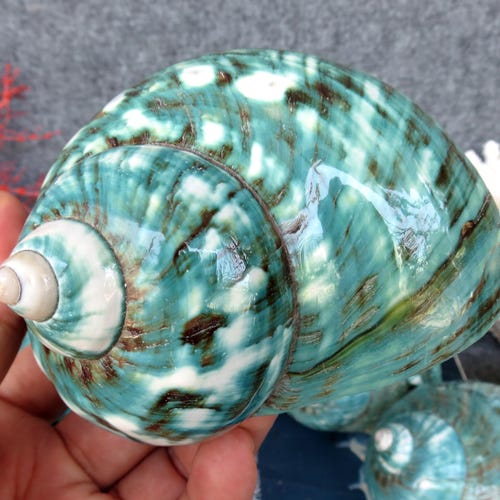Large Jade Green Turbo Seashells Turbo Brunneus, Natural Green