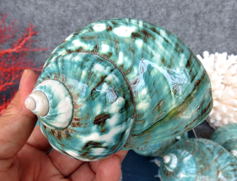 May include: A large, polished seashell with a vibrant turquoise and white mottled pattern, accented by dark brown streaks. The shell's spiral shape is prominent, and it has a glossy finish. The shell is a natural decorative item.