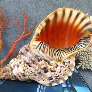 Könnte beinhalten: Eine große Triton-Muschel mit spiralförmiger Gestalt und einer strukturierten Oberfläche in Creme-, Braun- und Schwarztönen. Das Innere der Muschel ist glatt und leuchtend orange mit dunkelbraunen Rippen entlang der breiten, gewellten Öffnung.