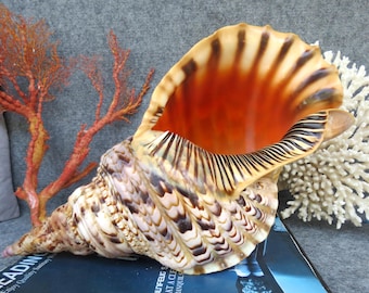 Large Natural Trumpet Triton Seashell, 40cm Marine Decoration (15.7 x 7.9 inches)