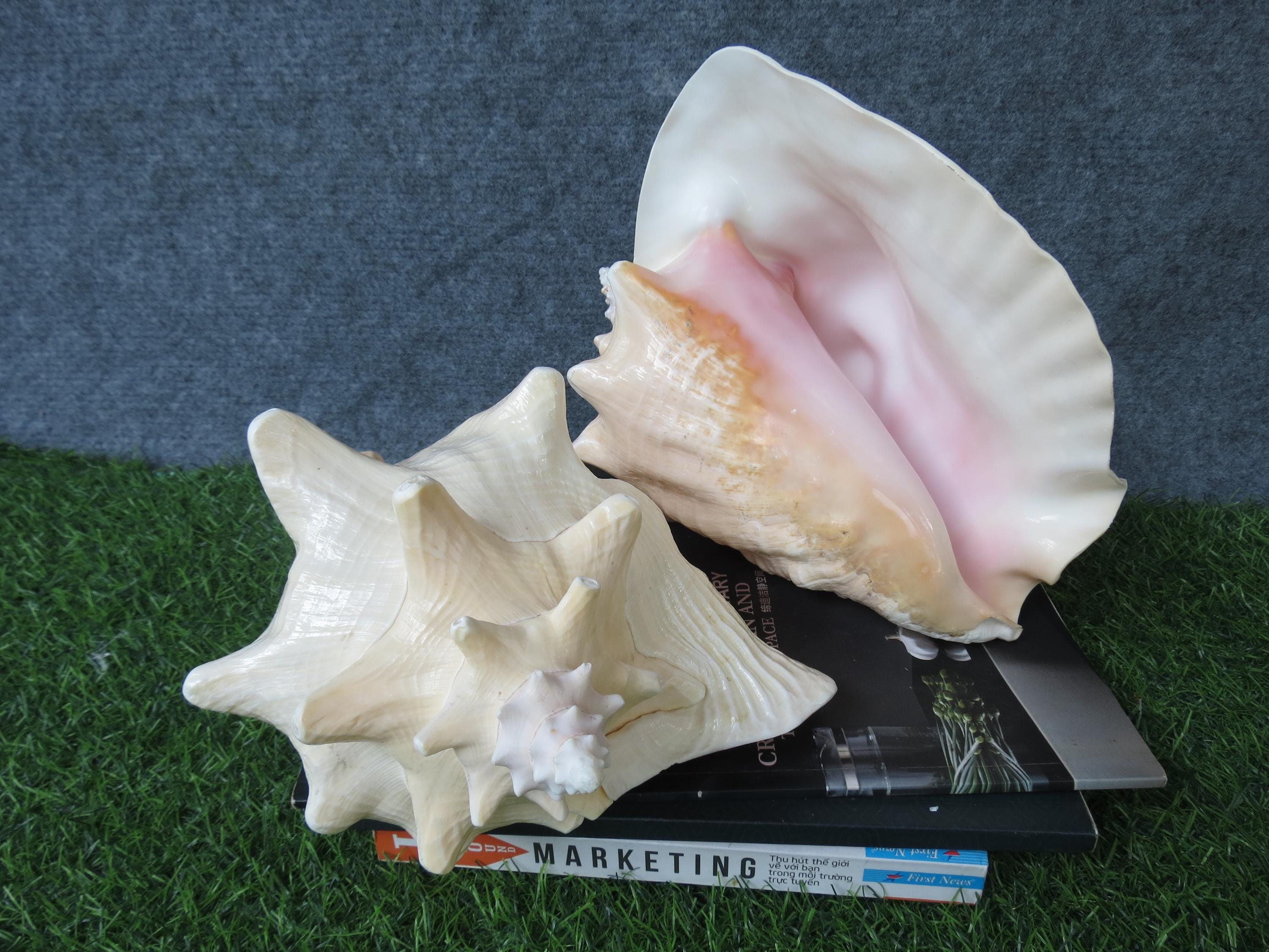Huge Ocean Shell, Large Strombus Gigas Huge Beautifful Shell, Big