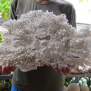 Large Natural Coral 23.6&quot; , Large White Coral Is Very Beautiful, Real Coral Very Special, Decorative Corals For Aquariums, Precious Houses
