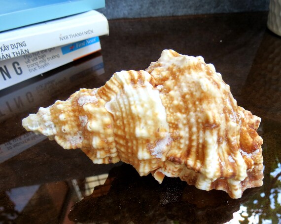 かいがら二個 | エデンの貝殻 海の贈り物 大サイズ テングガイ 貝殻 2個