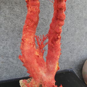 Naturlig röd korall 46 cm akvariedekor, heminredningsdekor, äkta korall för dyrbara hus bild 4