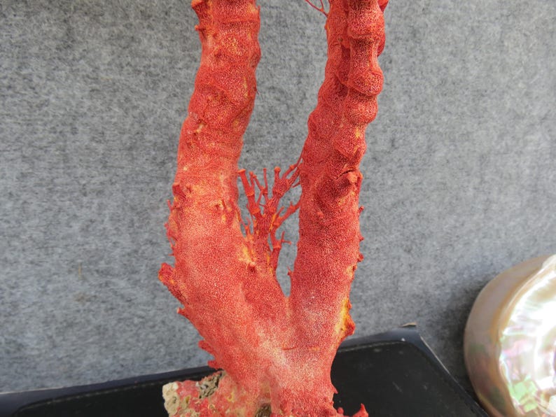 Naturlig röd korall 46 cm akvariedekor, heminredningsdekor, äkta korall för dyrbara hus bild 4