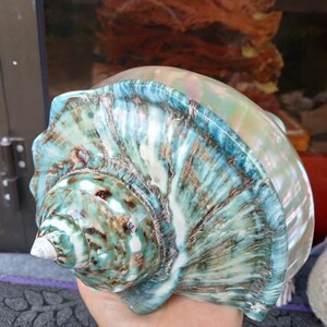 May include: A large, iridescent seashell with a swirling pattern of blue, green, and brown. The shell has a smooth, polished surface and a pointed tip.