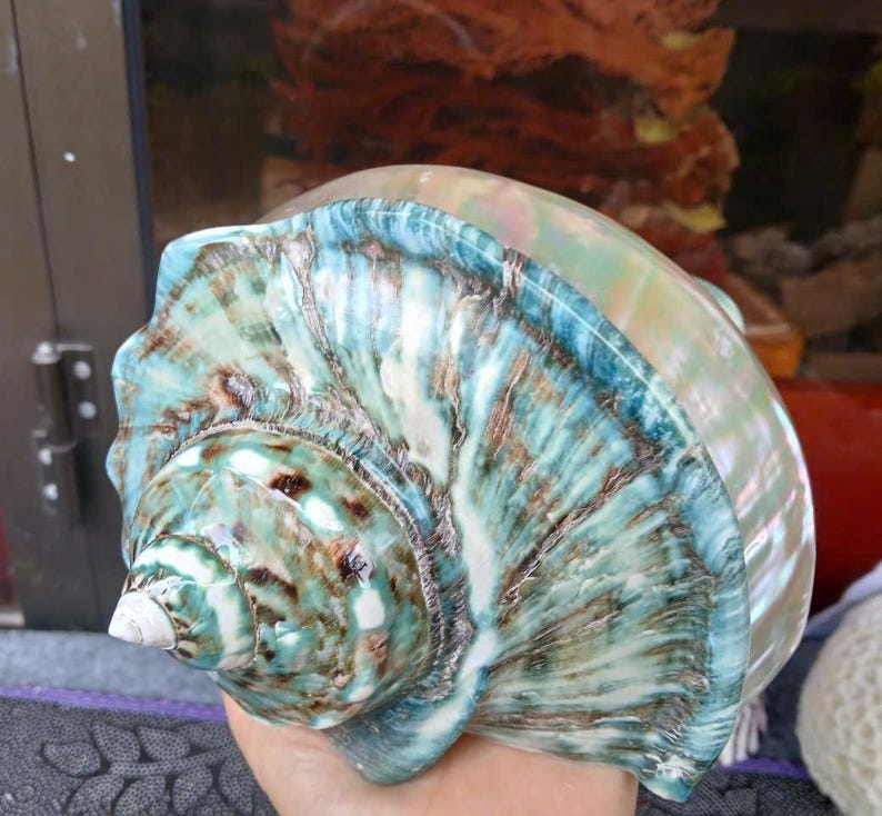 May include: A large, iridescent seashell with a swirling pattern of blue, green, and brown. The shell has a smooth, polished surface and a pointed tip.
