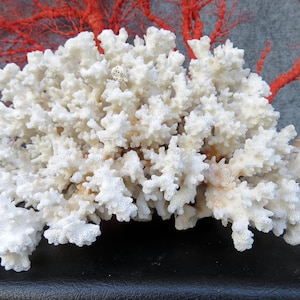 May include: A large, white coral formation with intricate, branching structures. The coral is the focal point, with a backdrop of vibrant red coral branches. A seashell is visible on the right side. The overall theme is marine life and coastal decor.