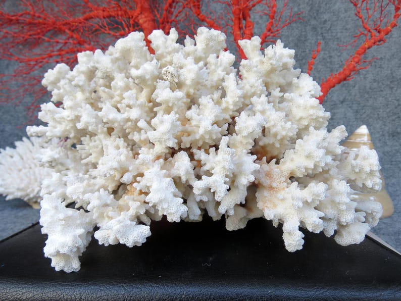 May include: A large, white coral formation with intricate, branching structures. The coral is the focal point, with a backdrop of vibrant red coral branches. A seashell is visible on the right side. The overall theme is marine life and coastal decor.