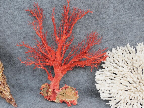 黄色の本物のサンゴ、美しい天然の黄色のサンゴ、海のサンゴ、水槽