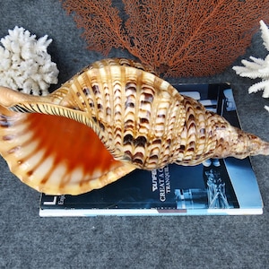 14.75 ''- 15.75'' (38-40cm) Super Large Triton Trumpet Shell, Ammonite Decoration Big Seashell, Queen Snail Conch Shell, Home Decoration
