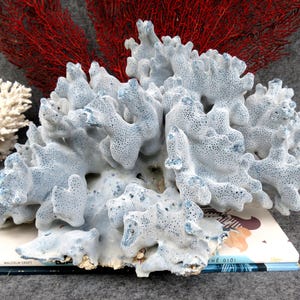 14.2&quot; Large Blue Coral Is Very Beautiful, Natural Coral 4.5 Kg, Real Coral Very Special, Decorative Corals For Aquariums, Precious Houses