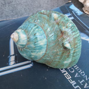 May include: A large, turquoise and brown seashell with a spiral design. The shell has a smooth, glossy texture and is resting on a dark blue surface. The shell's colors range from light blue to dark turquoise, with brown accents.